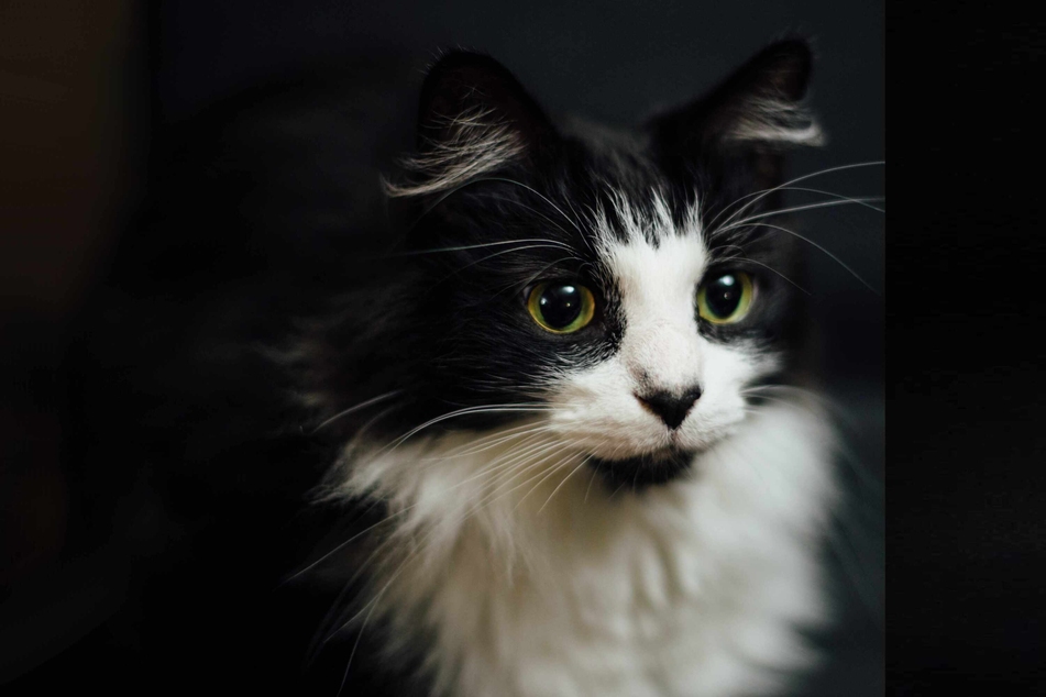 Photographer Nils Jacobi has taken stock image photos like this one and helped another black-and-white cat named Tuxedo go viral with a clever time-lapse.