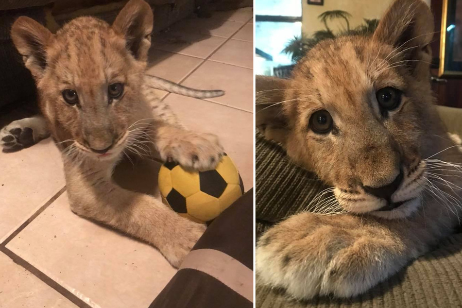 This hybrid was bottle feed as a baby.