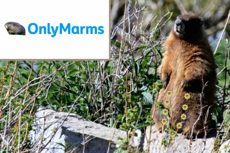 Trump's funding cuts drive animal researchers to OnlyFans: "Uncensored marmot content!"