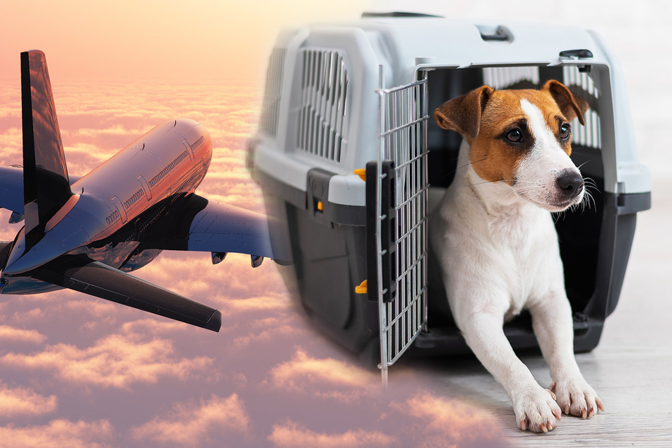 Expensive reunion: cats and dogs will board a $100k flight from Vancouver to Melbourne