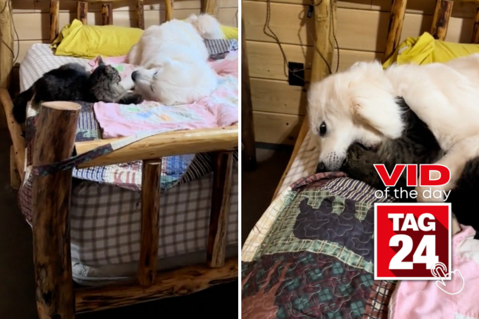 Viral Video of the Day for December 5, 2023: Dog fits entire cat sibling's head in mouth during bitey face game!