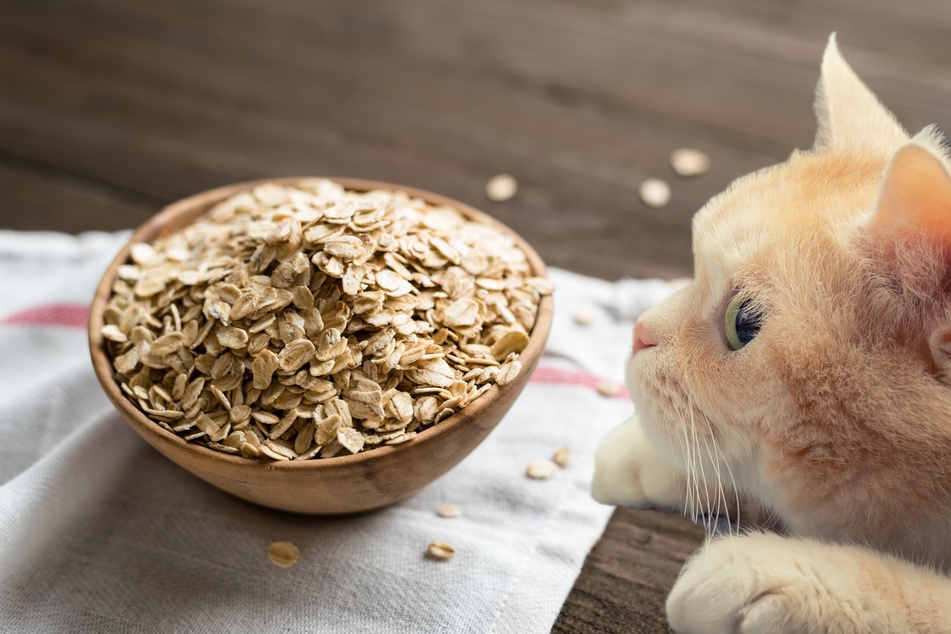 Can cats eat oatmeal? What are the restrictions?
