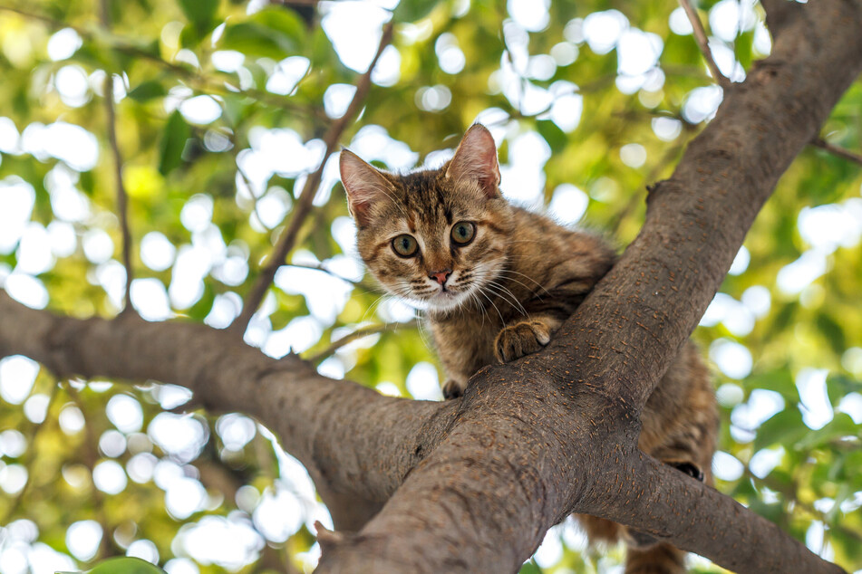 Some cats overestimate their climbing skills and get stuck in trees.