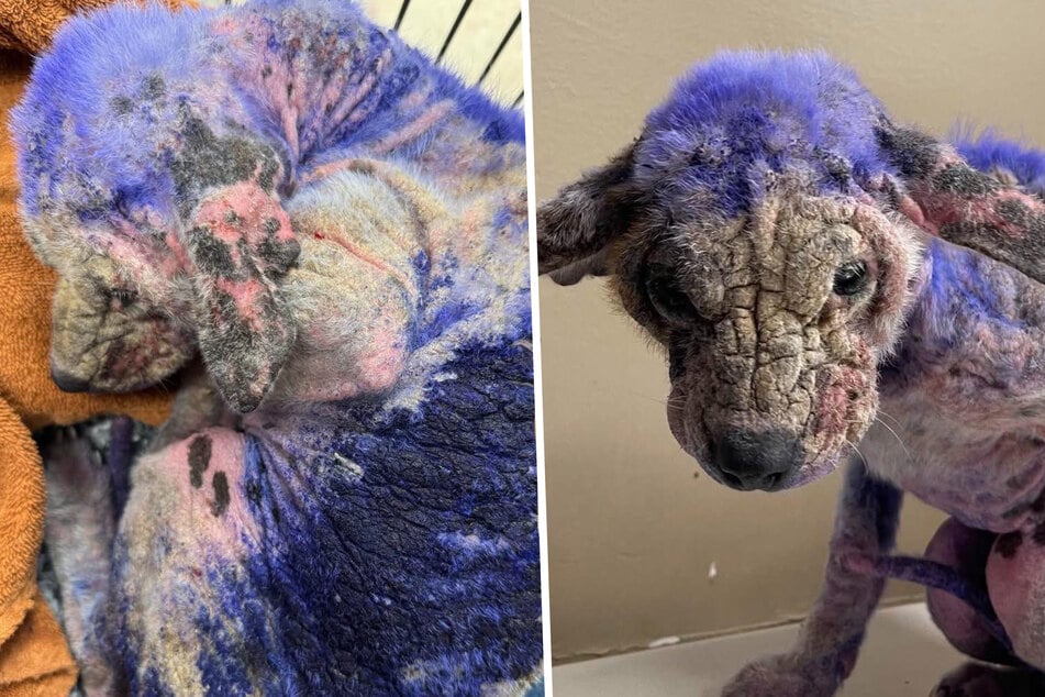Abandoned dog found in bleak shape by rescuers – how did this happen?