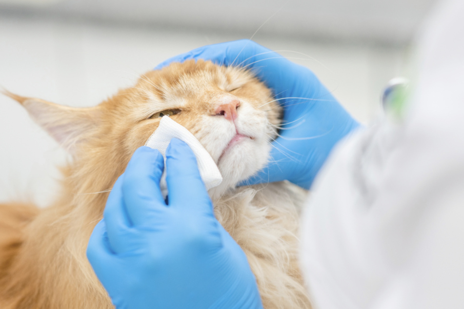 Always be very careful if cleaning your cat's eyes and, preferably, get it done by the vet.