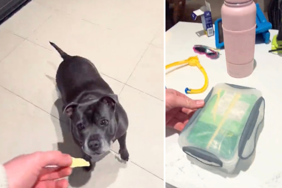 Jessie the dog can only be roused from her deep sleep by a piece of cheese.