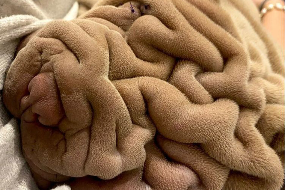 Instagram users think they're looking at a blanket – then comes the big surprise!