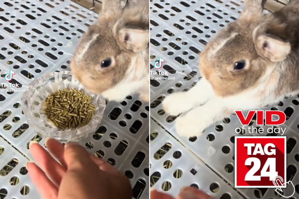 Viral Video of the Day for June 10, 2025: Bunny refuses food in the most dramatic way!