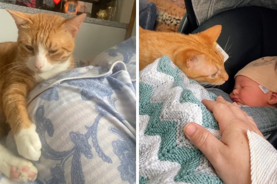 Cat won't leave pregnant owner's side – when the baby arrives, hearts melt!