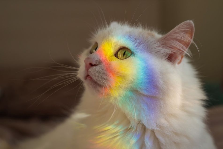 Best mystical and mythical cat names
