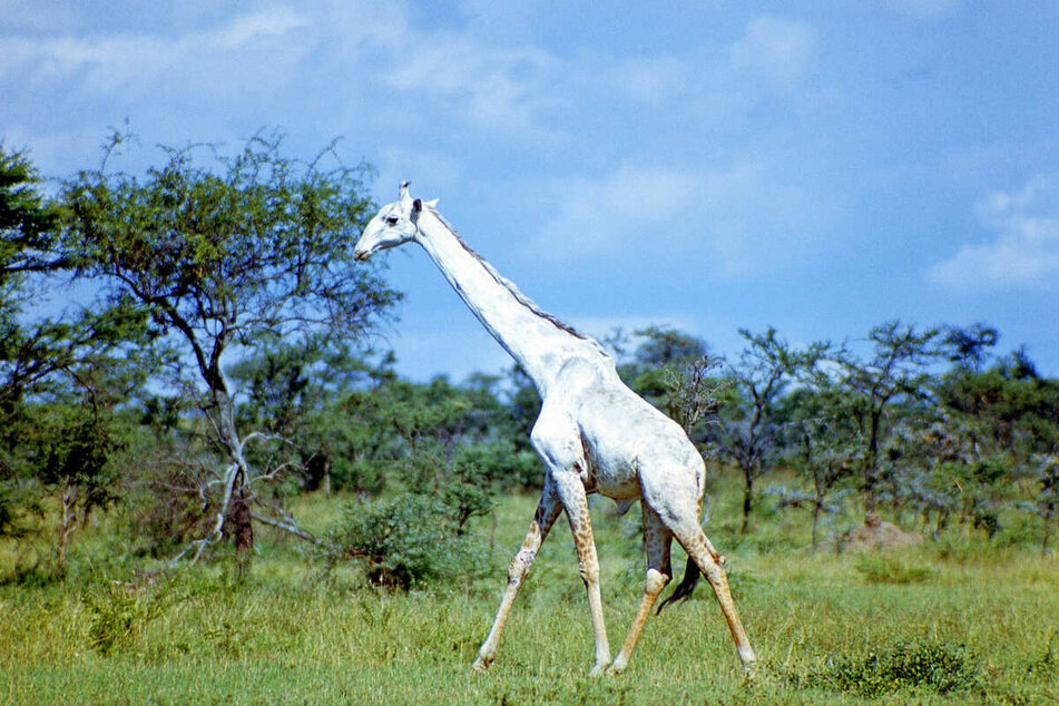 One-of-a-kind giraffe's every movement is being tracked for its own safety