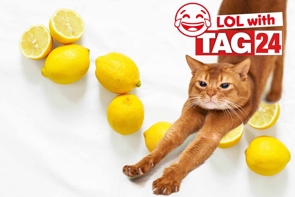 Joke of the Day for January 27, 2024: Get your funny on for Caturday