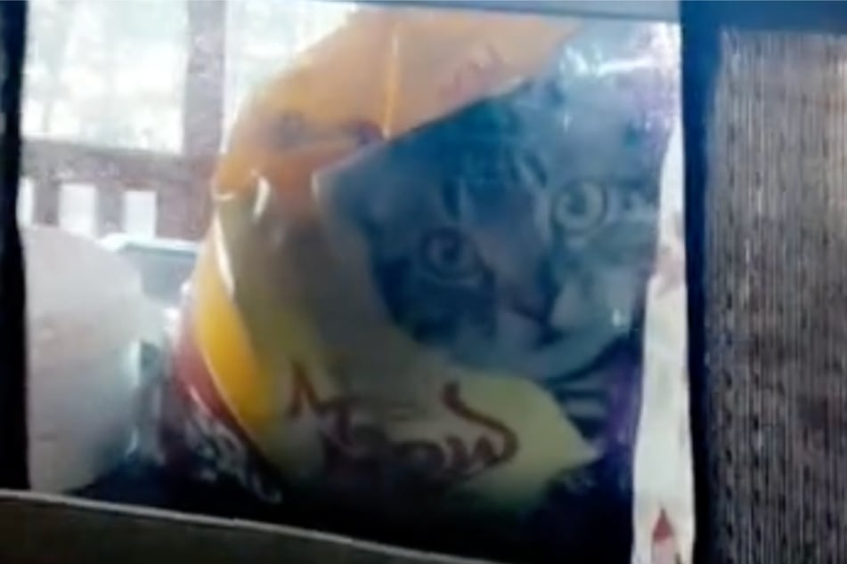 Peering through the window was a giant cat's face.