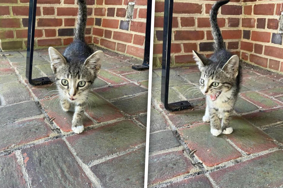 Kitten gets new ending after trying to hitch a bus ride!