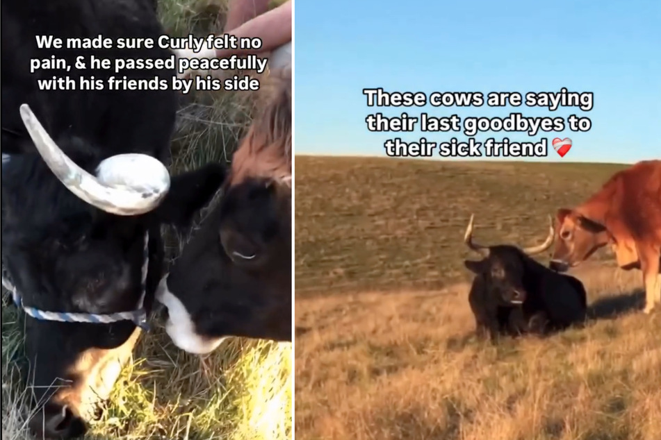 A heartbreaking Facebook clip shows a herd of cows saying goodbye to their beloved animal friend.