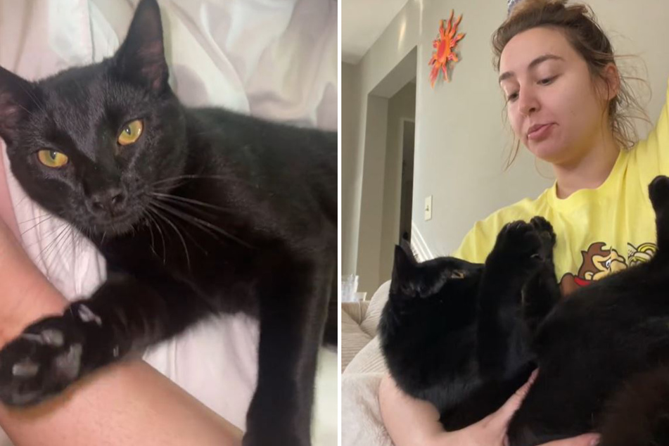 Missing cat's return leads to baffling mystery for owner