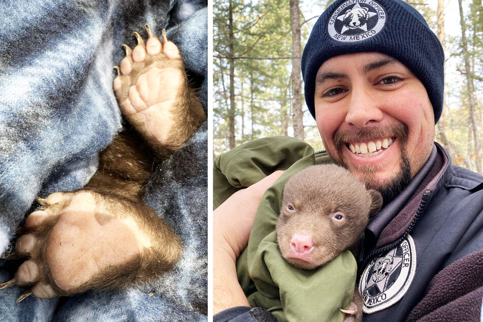 Professional bear huggers wanted in New Mexico!