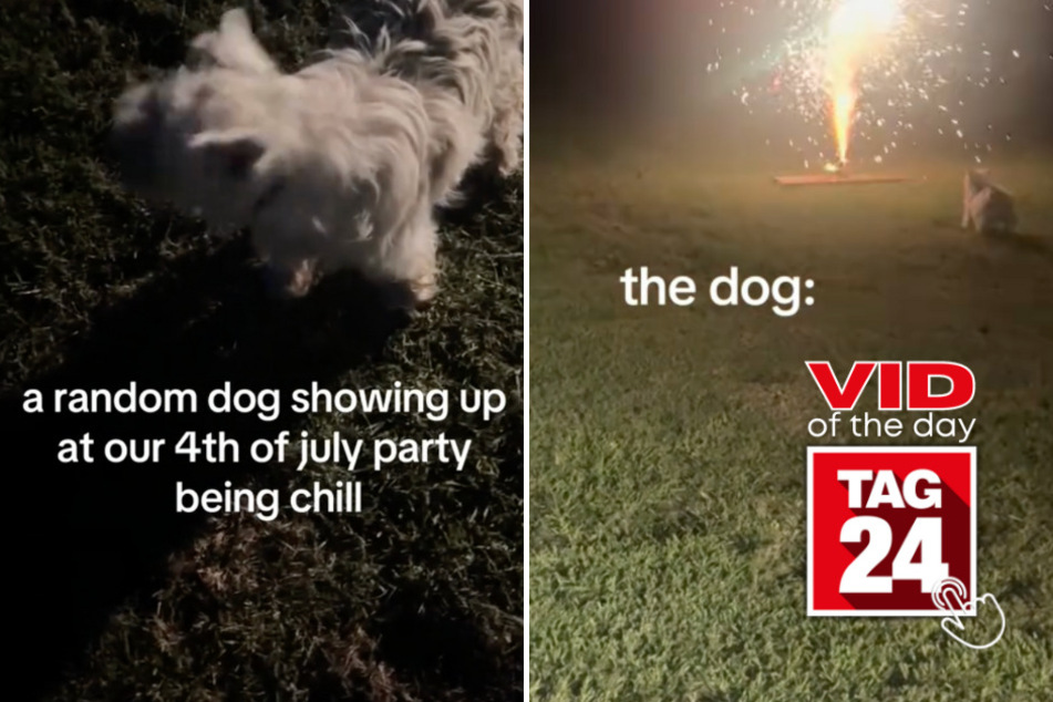 Viral Video of the Day for July 10, 2024: Firework-loving dog takes over Fourth of July party!