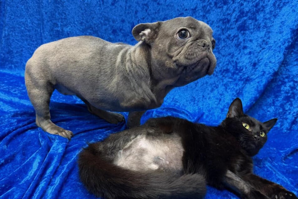 Dog with three legs meets three-legged cat – and their bond is melting hearts