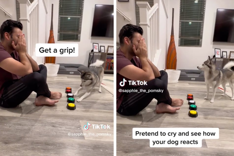 Dog gives owner a paw-ful of Pomsky sass with voice message: "Get a grip!"