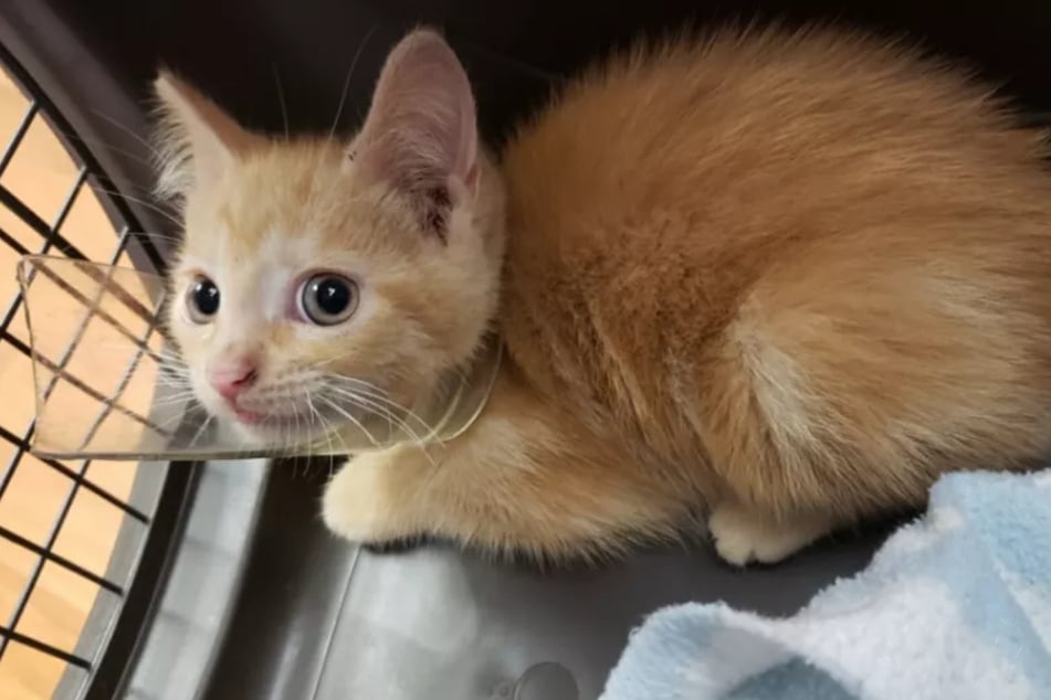 Luigi the cat was found with a half-broken piece of glass stick on his neck.