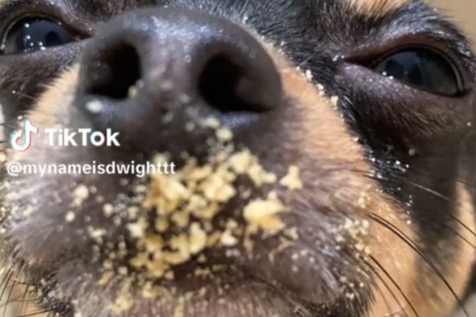 Did Dwight the dog have anything to do with the cookie disappearance? It looks likely.