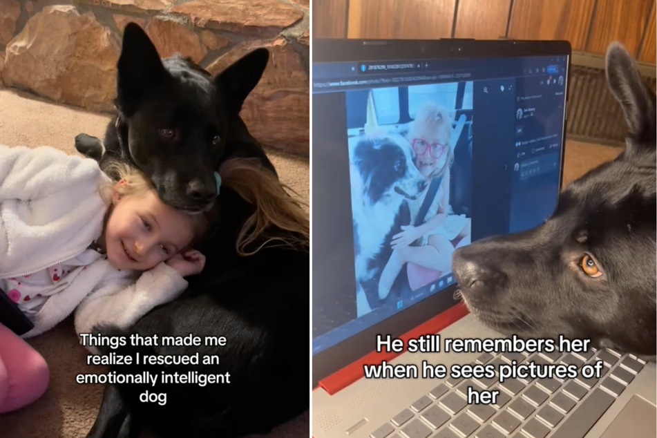 Bosco the dog quickly became the rock of his family after being rescued.