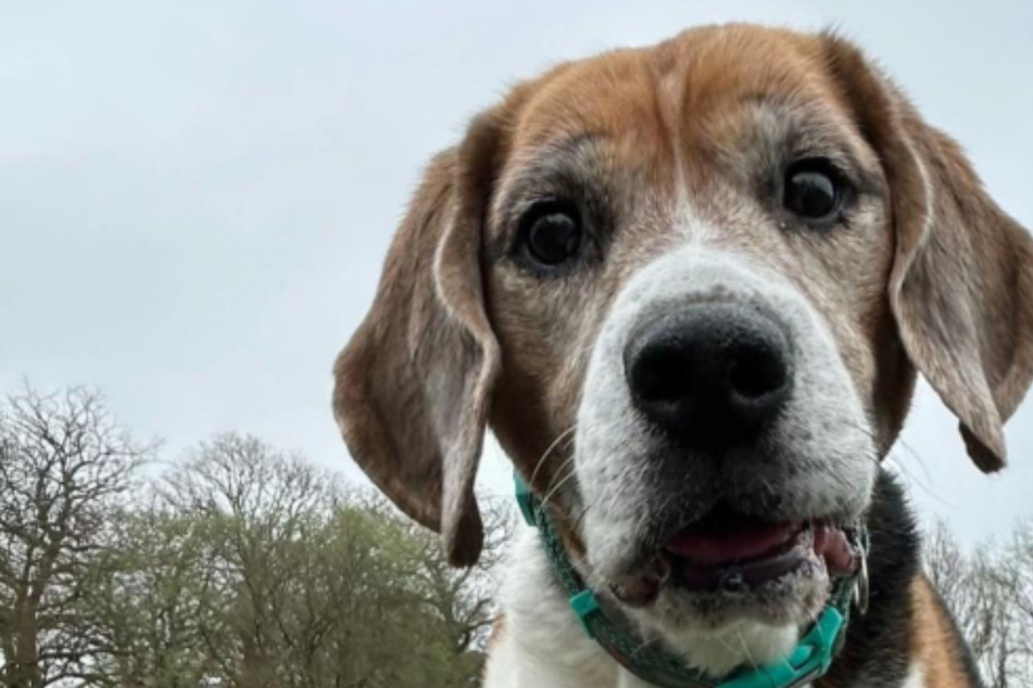 Beagle desperately seeks loving home after heartbreaking streak of bad luck