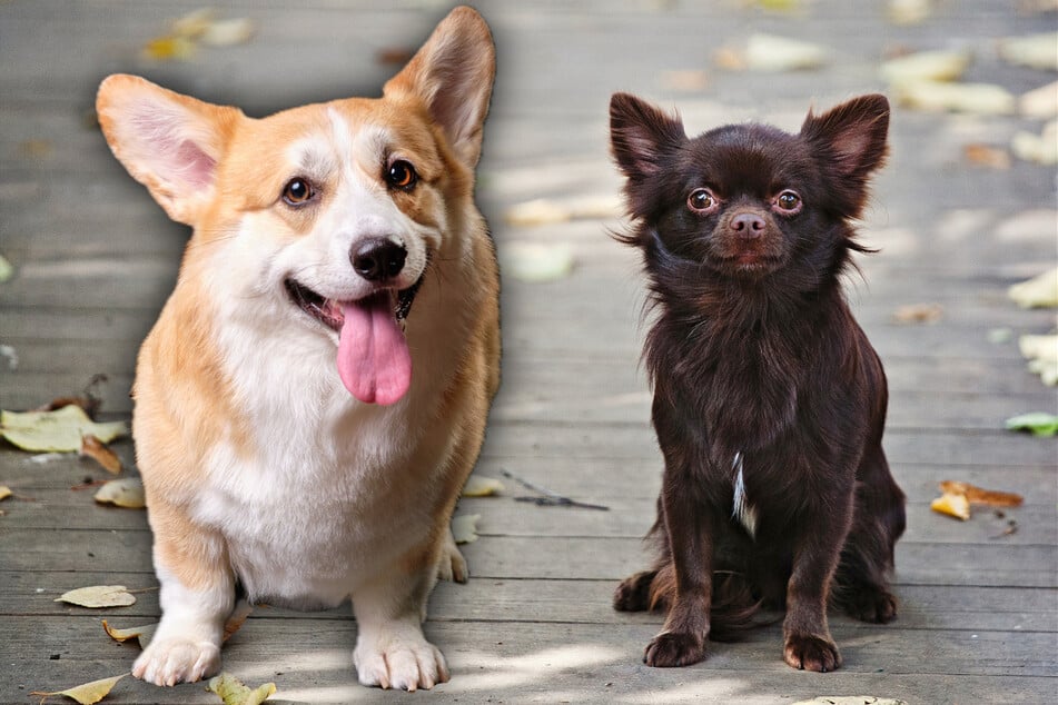 Chorgi profile: Corgi and Chihuahua dogs have the cutest mixed breed babies!