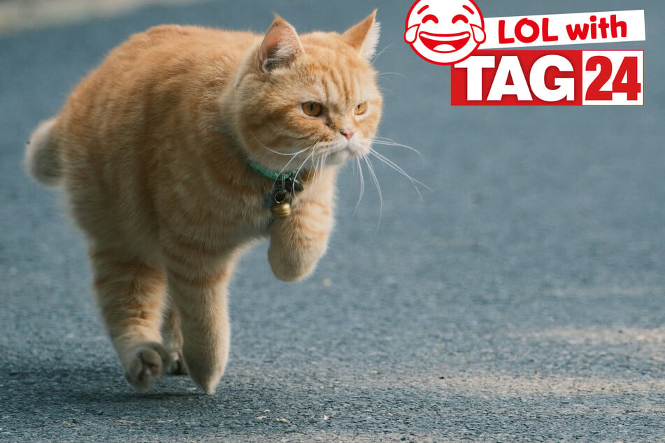 Joke of the Day for October 17, 2026: Run kitty run!