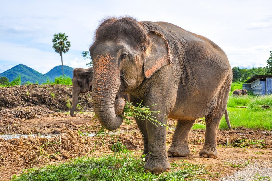 Elephants have some of the longest pregnancies in the animal kingdom.