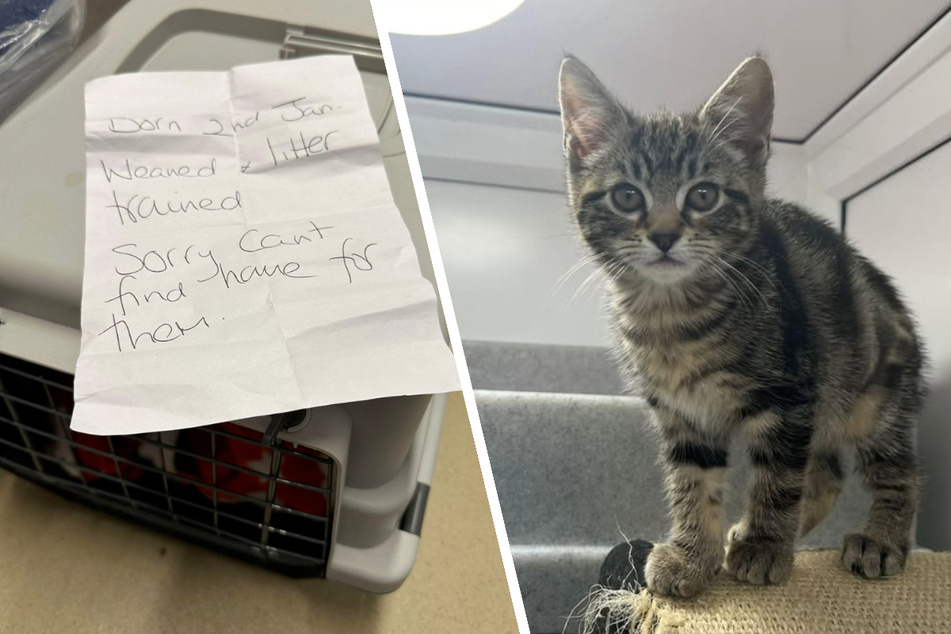 The kittens were abandoned in an animal transport box with a note attached.