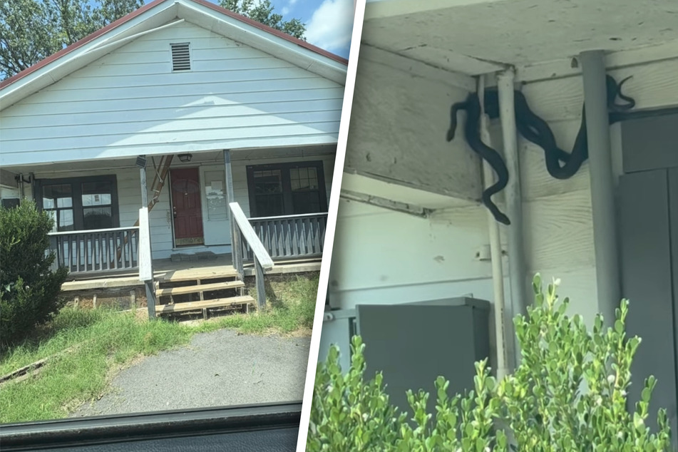 Realtor wants to view a house – but he has to get past the nasty animal "squatters" first!