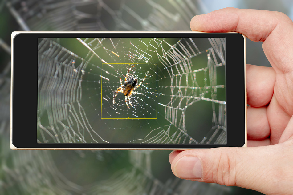 This augmented reality app can help you conquer your fear of spiders