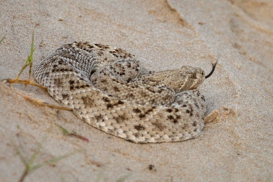 20 rattlesnakes infest Arizona man's garage in shocking discovery