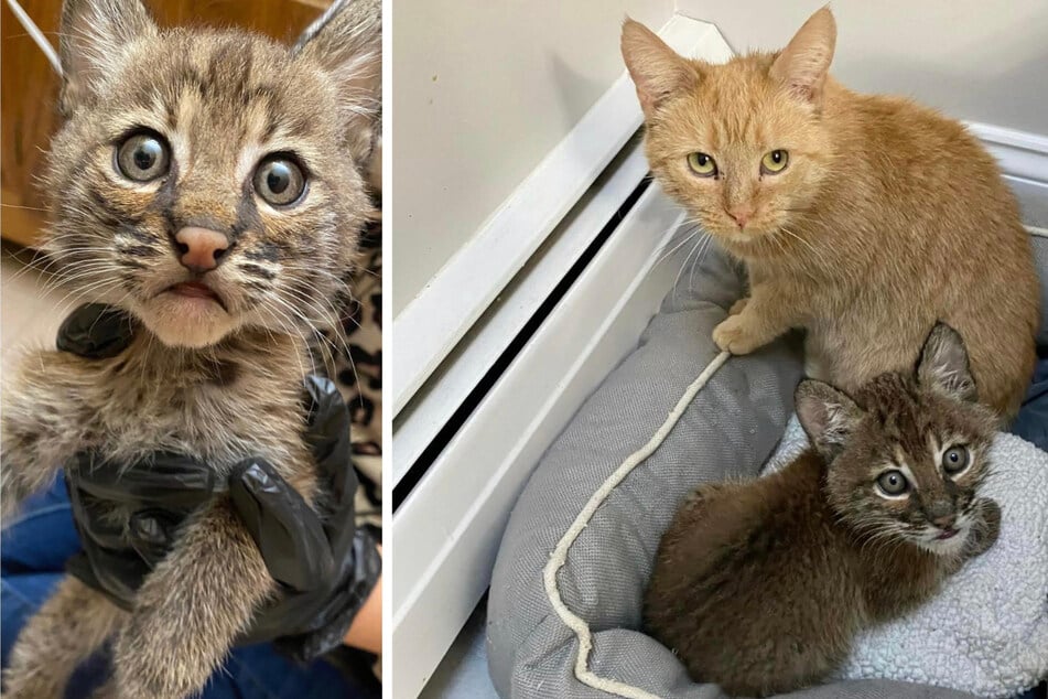 Cat adopts baby bobcat and the unusual pair melts hearts!