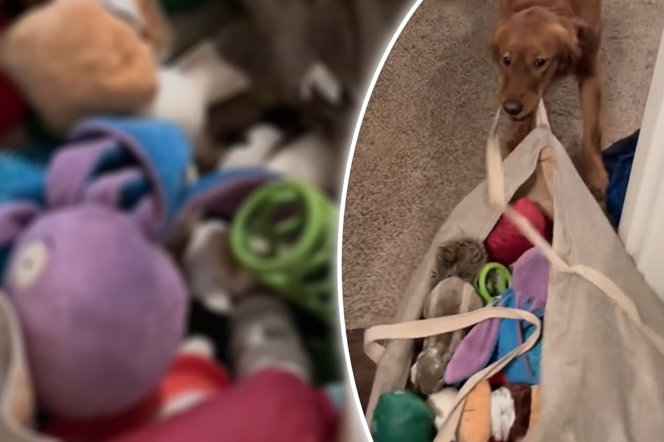 Dog has hysterical reaction to owner trying to tidy up his toys!