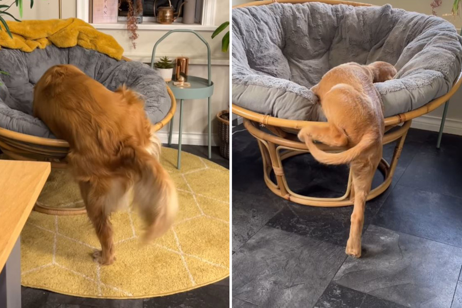 Pacha has led the way, but Bucket still has some trouble imitating her older sister's skills.