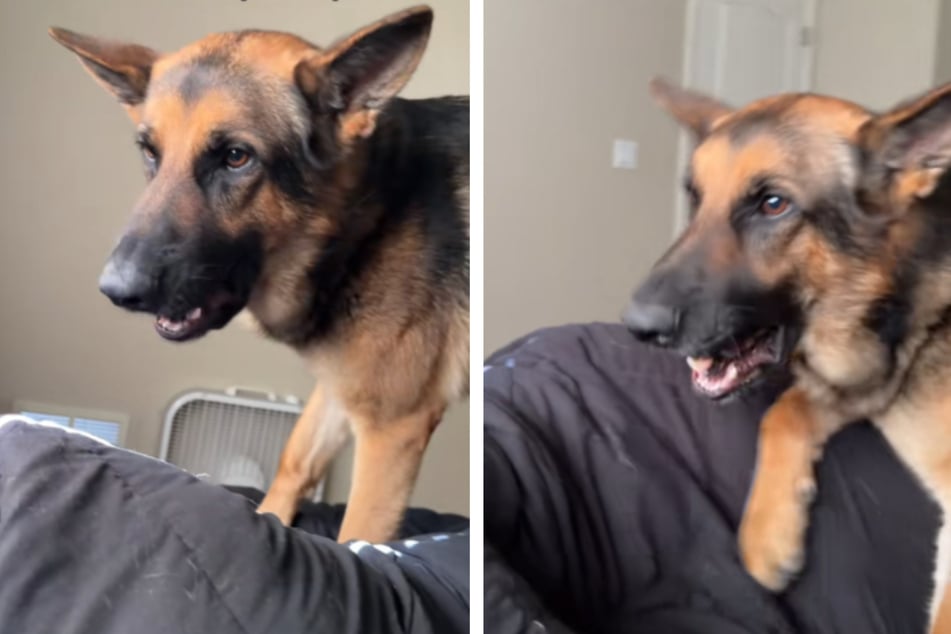 Dog demands immediate attention in hilarious clip: "As soon as we open our eyes!"