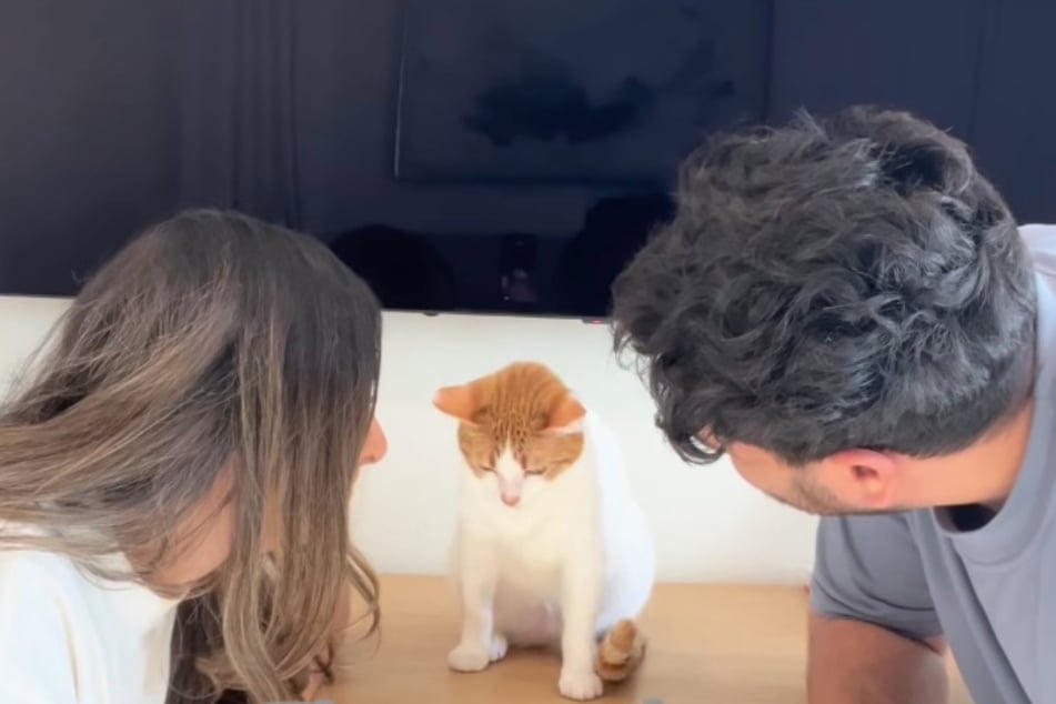 When Fifi Furrha and her husband Kareem Khalil look at Princess the cat, she looks down in shame.