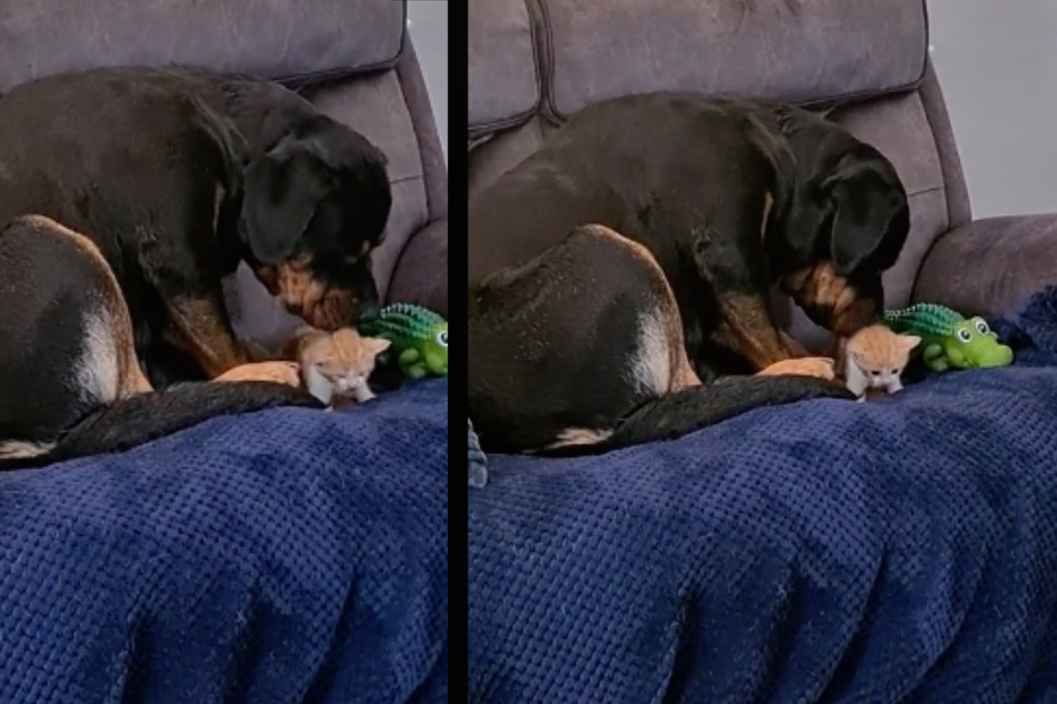 Maggie the Rottweiler proceeds to lick and cuddle with the baby cat in a heart-melting exchange.