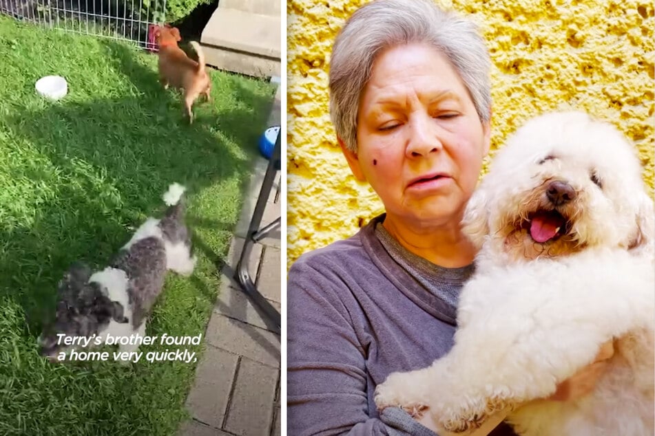 Terry (r) had to wait for months at the shelter before finding his forever home.