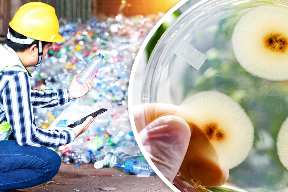 Earth Day dive: Is the secret weapon to chowing down on pollution in your own backyard?