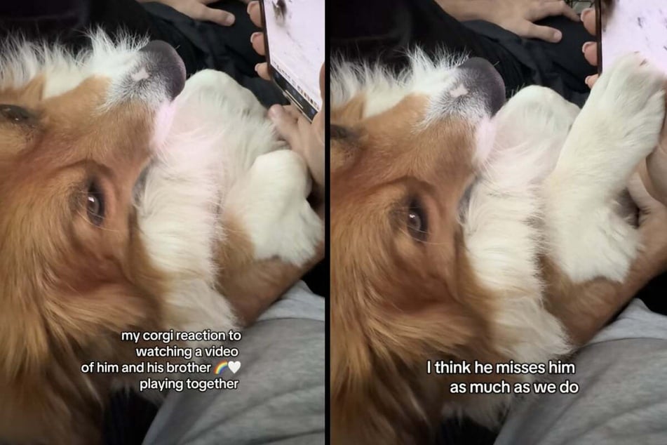 Dog watches video of late Corgi brother – what he does next has TikTok users weeping