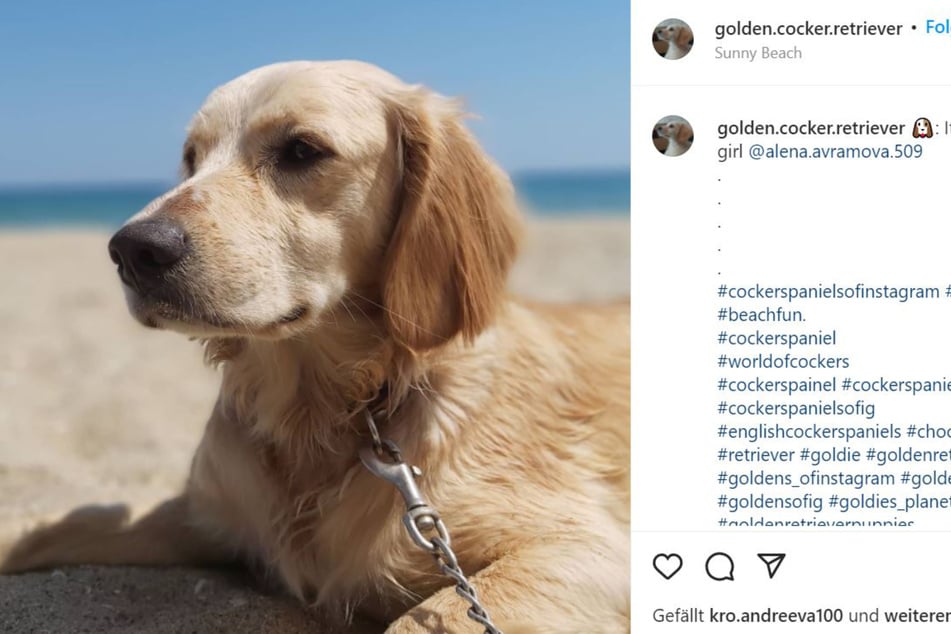 One dang cute golden cocker retrievers named Zoey poses on the beach.
