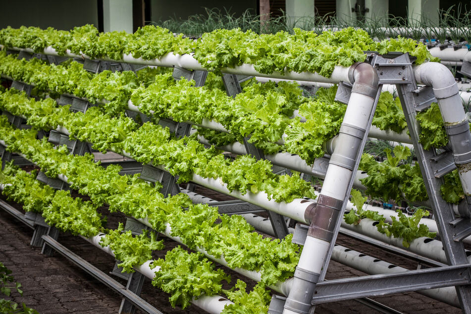 Growing up: Vertical farming is here and it's the future!