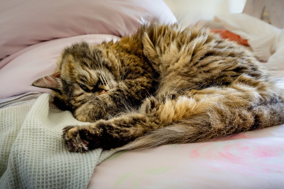 Long-haired cats can easily become matted if not groomed properly.