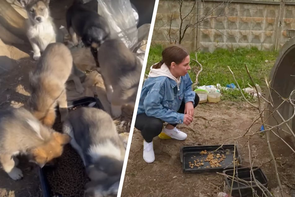 Abandoned puppies in Ukraine embark on rescue mission of a lifetime