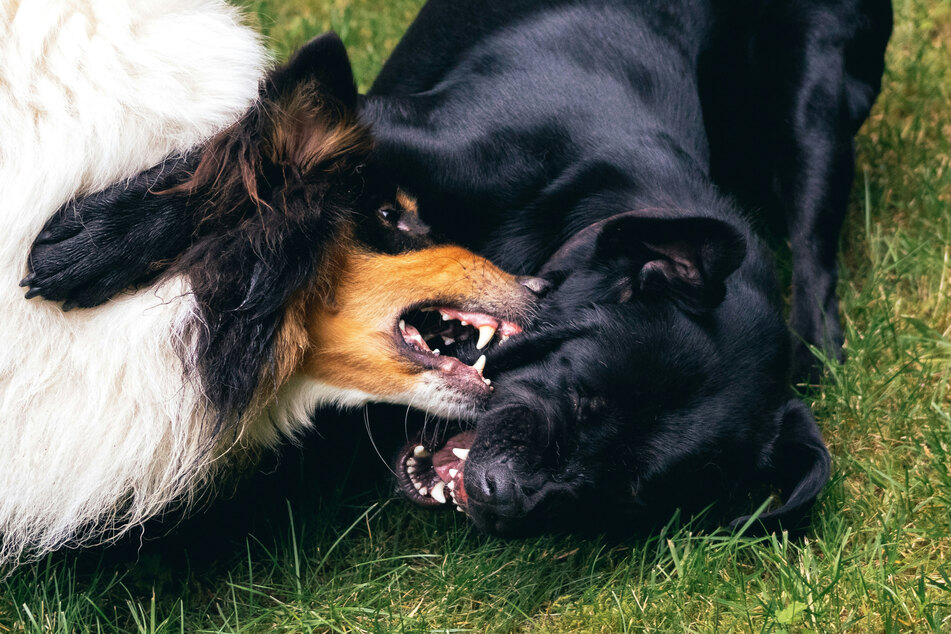 Puppies can get quite snappy when they're teething.