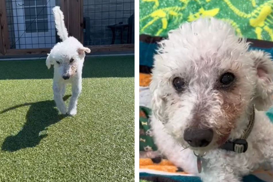 Loyal 22-year-old dog is breaking hearts on TikTok in sweet style